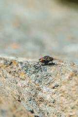 Stubenfliege auf Stein