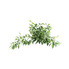 3d illustration of Dracaena Surculosa bush isolated on transparent background