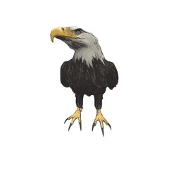 Bald eagle vector ilustration design 