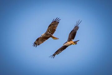 eagle in flight