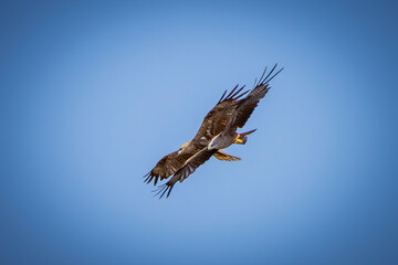 eagle in flight