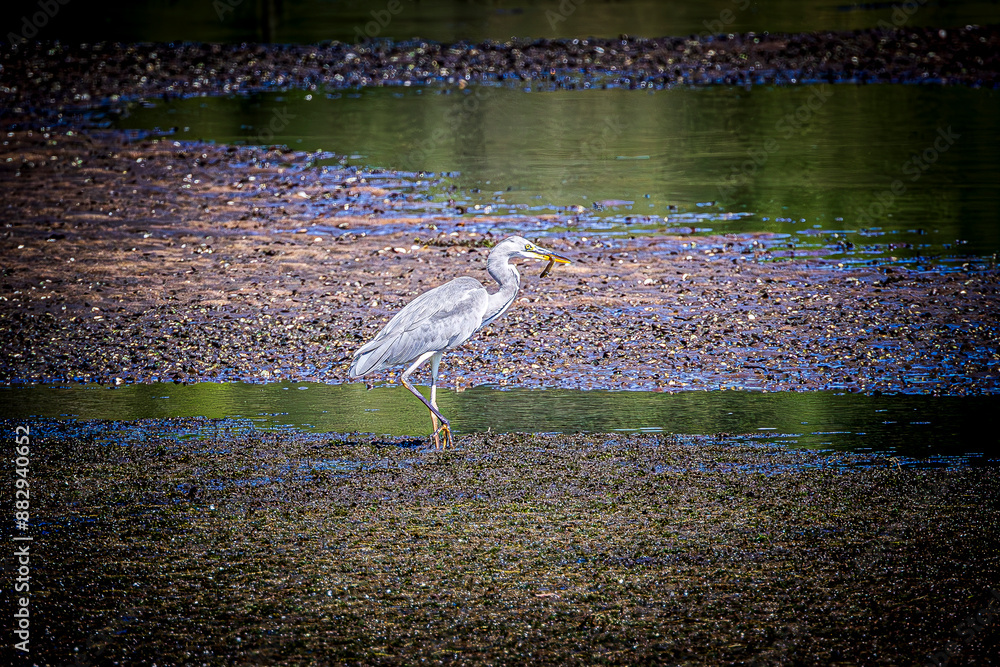 Wall mural great blue heron