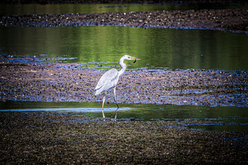 great blue heron