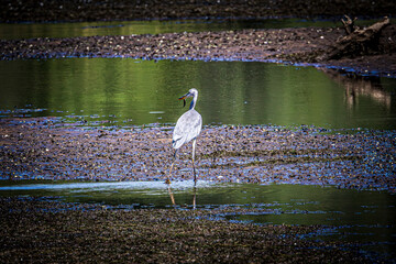great blue heron