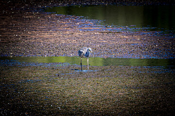 great blue heron