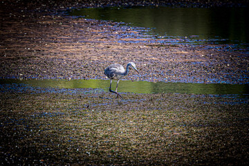 great blue heron