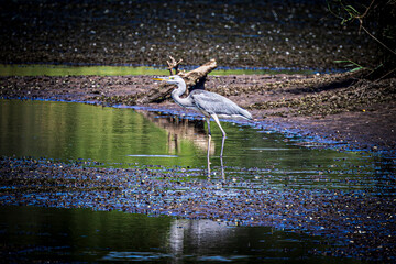 great blue heron