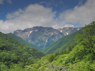 恋沢ガーデンから見た初夏の谷川岳