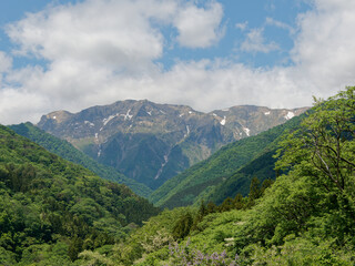 恋沢ガーデンから見た初夏の谷川岳