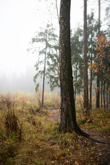 Obraz premium A tree in the autumn misty forest