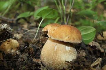 mushrooms in the forest