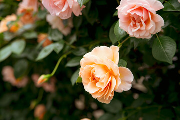 オレンジ色の薔薇