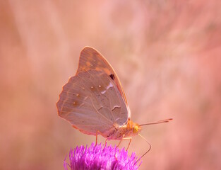 A mother-of-pearl butterfly on a flower. Beautiful bright background.