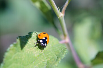 A little ladybug on a green leaf.