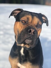 Dogo espanol in snow