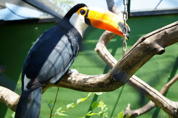 A beautiful toucan bird in the zoo.