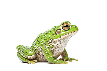 Obraz premium Green Tree Frog on White Background