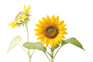 Fototapeta premium Single Sunflower with Bud
