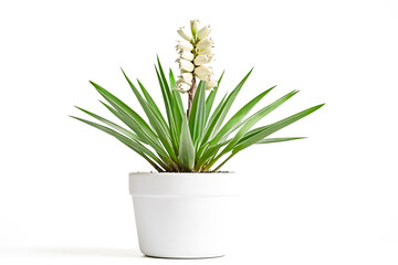Blooming Yucca Plant in White Pot