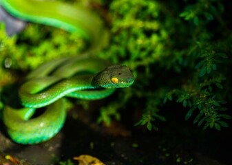 green tree python