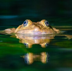 frog in water