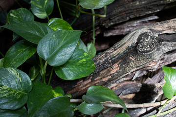 Liana scindapsus or golden pothos leaves on the tree bark background