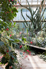 Different kinds of cacti growing at the greenhouse