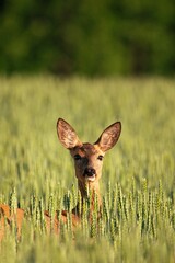 Deer doe female in a field
