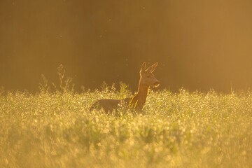 deer in the grass