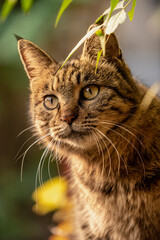 Portrait of a cat looking back under a tree