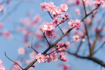 Pink plum blossoms on the branch