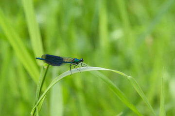 Beautiful Jewelwing