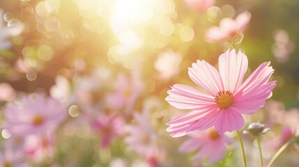 Fototapeta premium Pink cosmos flower on garden border with blurred background and gentle sunlight for floral poster Close up blooms in soft spring atmosphere