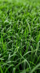 Obraz premium Lush, vibrant green grass, close-up view, showing fine details of individual blades. Fresh, healthy appearance with a soft focus on background, creating depth.
