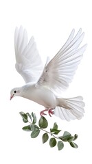 Fototapeta premium A white dove flies with a green branch in its beak against a white background