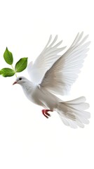 Obraz premium A white dove flies with a green branch in its beak against a white background