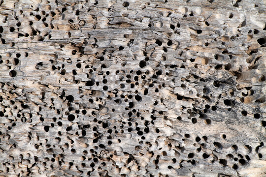 Legno bucherellato - close-up