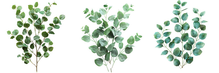 Eucalyptus Branches Isolated Set Isolated on Transparent or White Background, PNG
