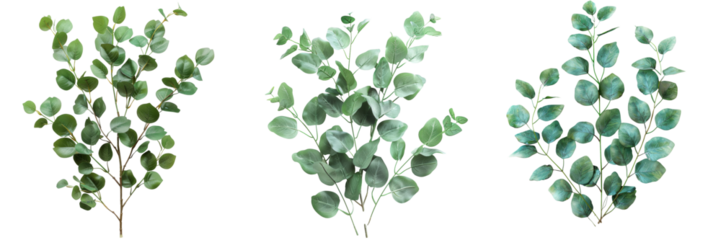 Eucalyptus Branches Isolated Set Isolated on Transparent or White Background, PNG