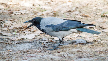 crow on the ground