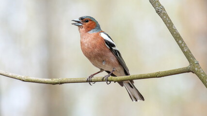 female cardinal on a branch