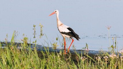 stork in the grass