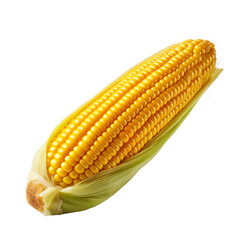 Fresh corn on the cob with husk isolated on a transparent background. Concept of healthy vegetable and organic food.