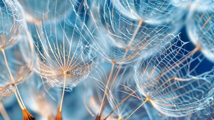 The delicate, ephemeral structure of a dandelion seed head