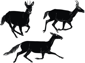 three antelopes set isolated on white