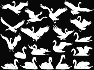 seventeen swans collection isolated on black