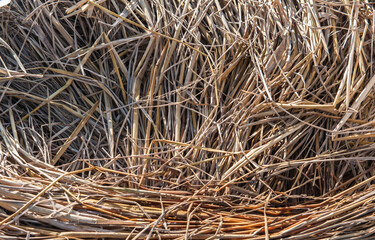 Grass straw waiting to decompose