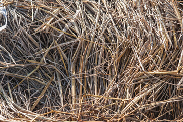 Grass straw waiting to decompose