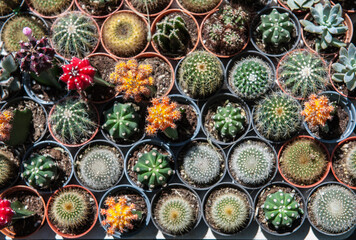 Cactus in a pot in a planting plot