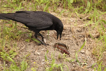 Carrion crow (Corvus corone) is a passerine bird of the family Corvidae and the genus Corvus. This crow is eating swamp eel, taken in Japan.